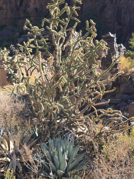 The Cactus Spirit Origin